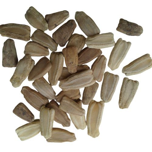 Smallfruit - Bottle for planting in home garden